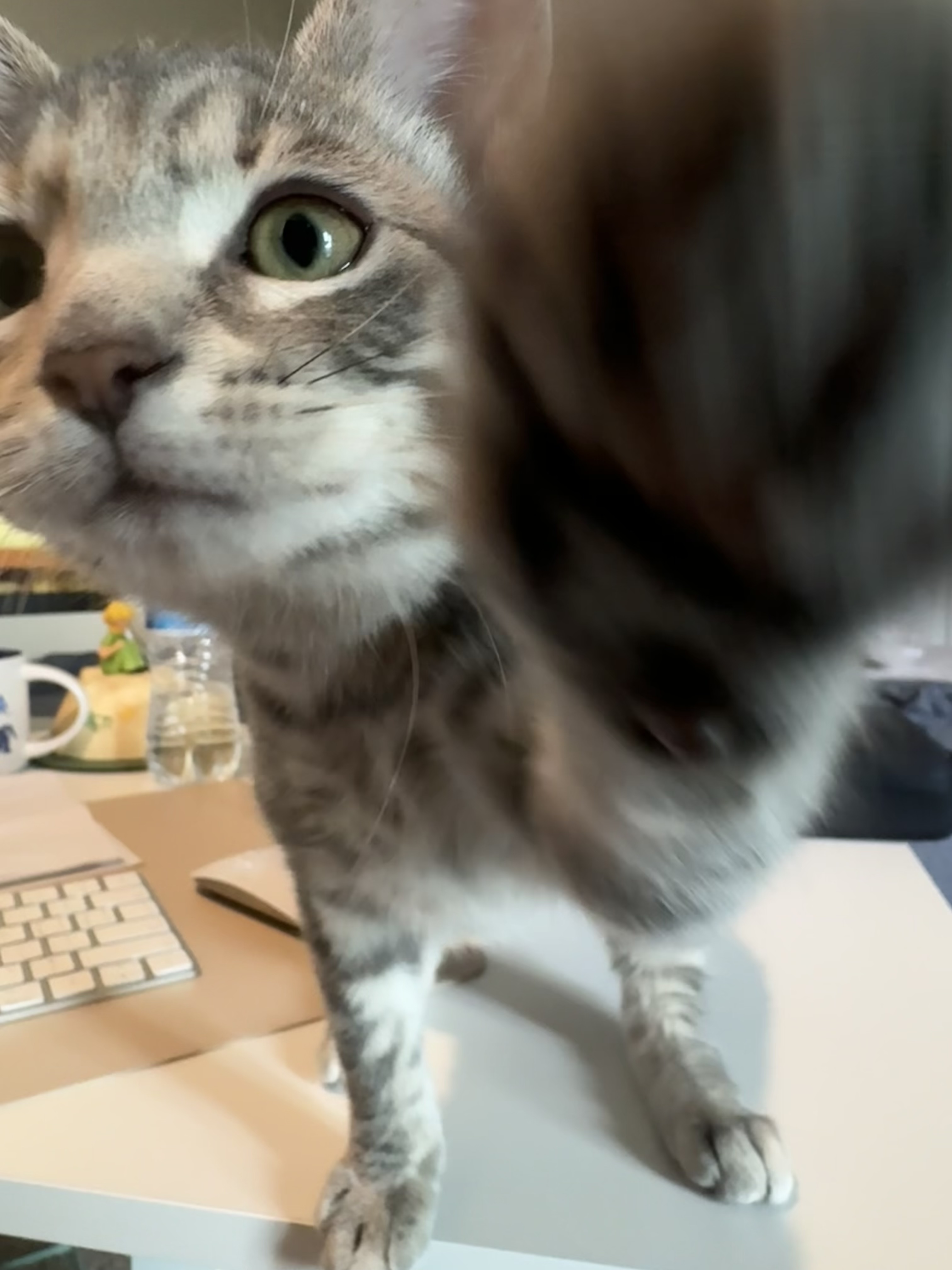 Friday trying to inspect my food